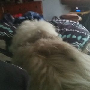 Meet your Posher, Susan